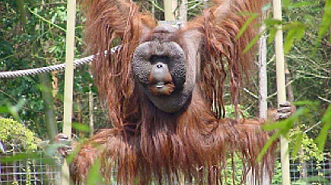 Orang-oetan viert 50e verjaardag