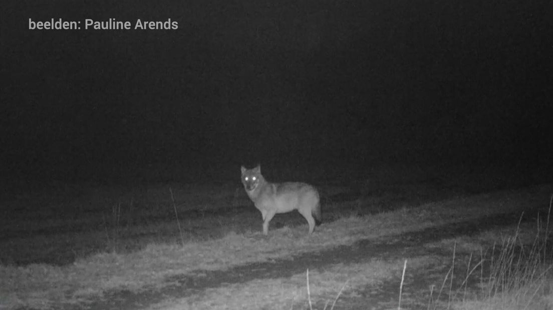 De wolf staat centraal in het nieuwe RTV Drenthe-programma