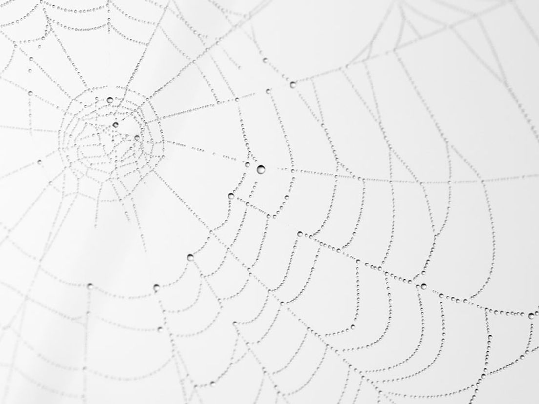 Het web zonder spin.