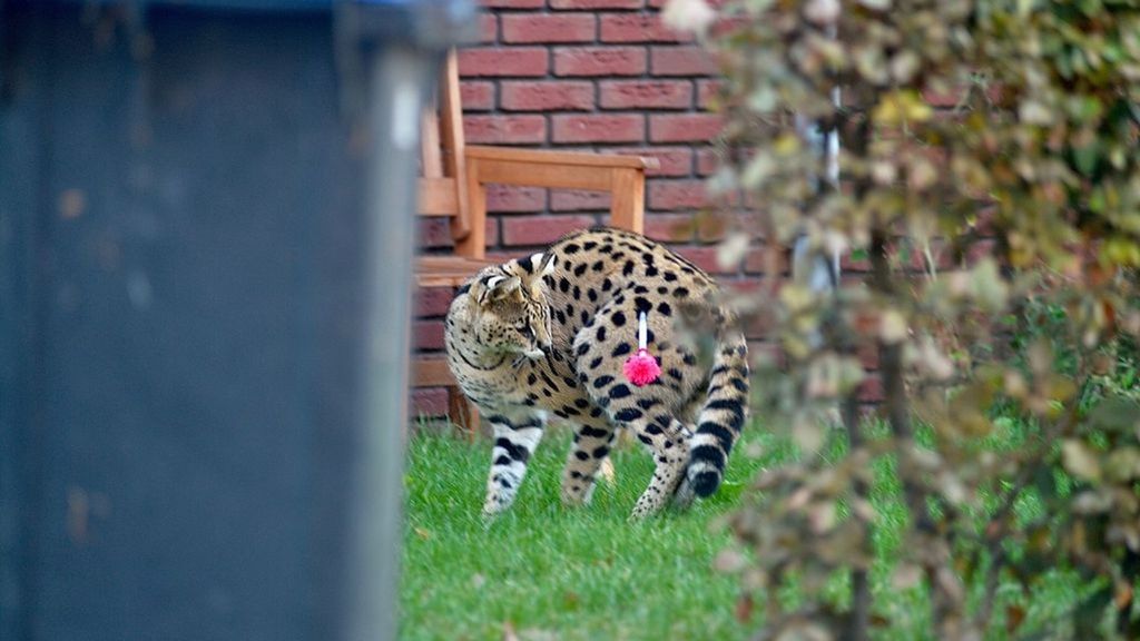 Ontsnapte Serval Vecht Met De Kat Van Bas: 'Ik Heb De Politie Maar ...