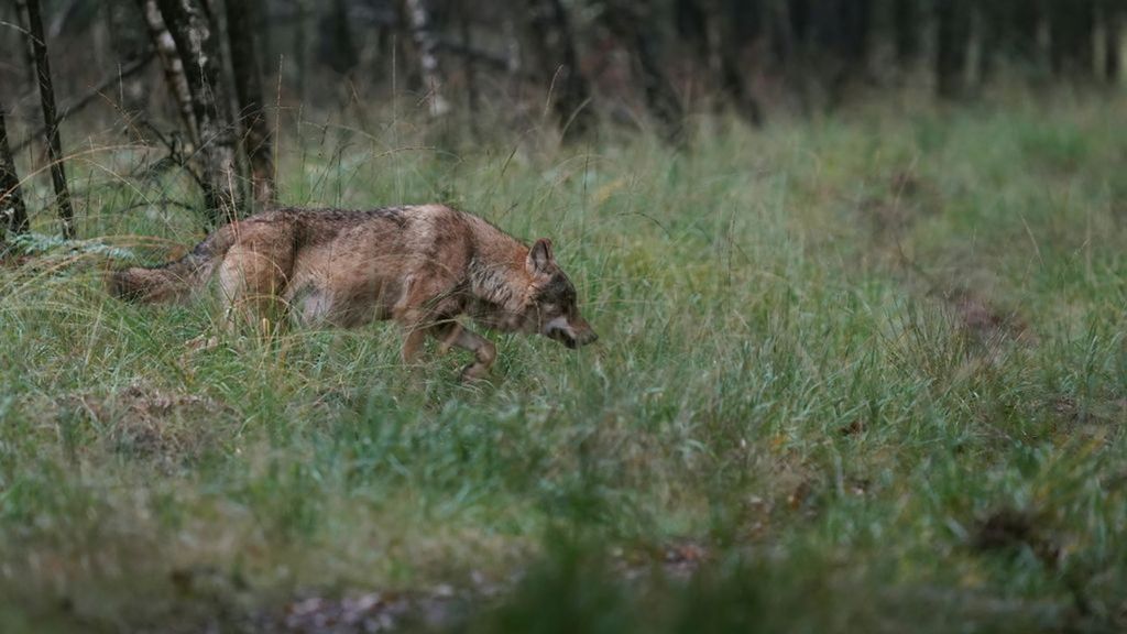 Een wolf op de Veluwe. Foto: ANP