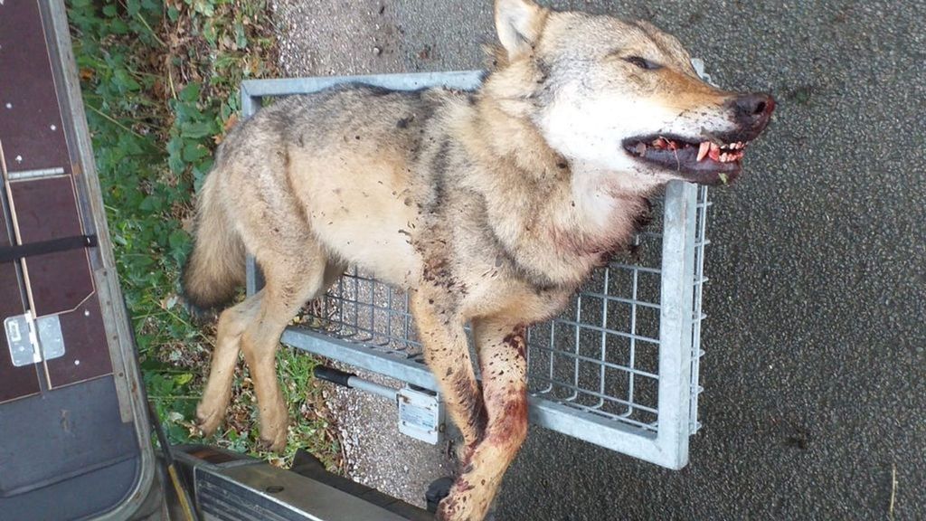 De doodgeschoten wolf. Foto: Inwoner Stroe