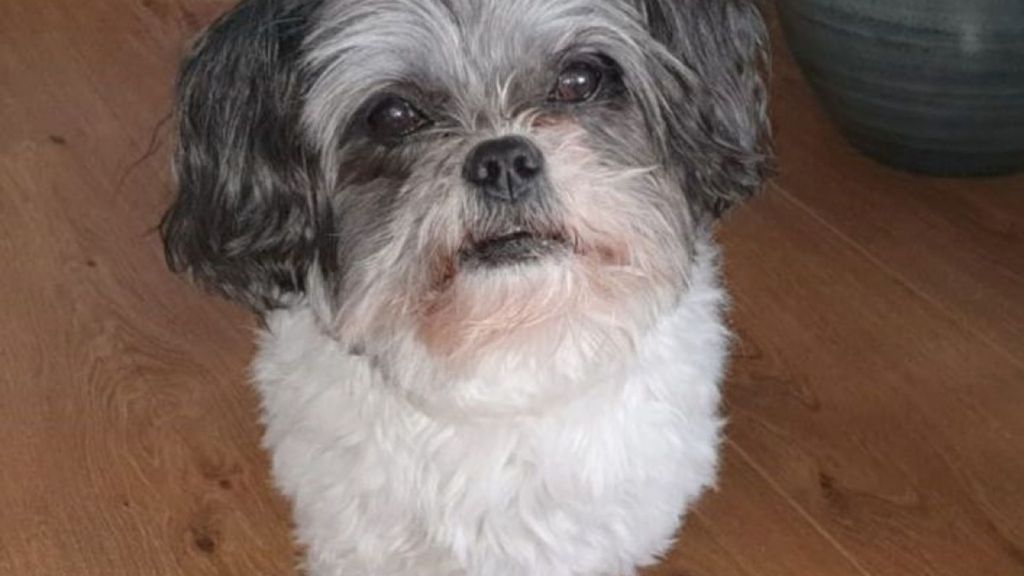 Wie kan er zijn voor boomer Balou?