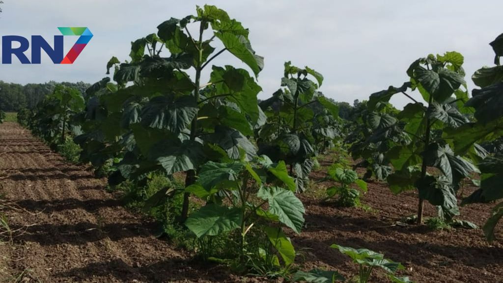 De Anna Paulownabomen in Deest werden in april 2019 geplant. Foto: Annelies Megens De Anna Paulownabomen in Deest werden in april 2019 geplant. Foto: Annelies Megens