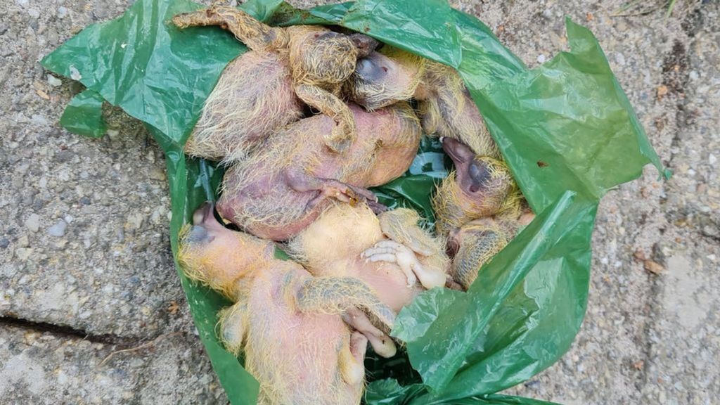 Jonge duiven levend gedumpt in poepzak: 'Dan ben je ziek in je hoofd' - RN7