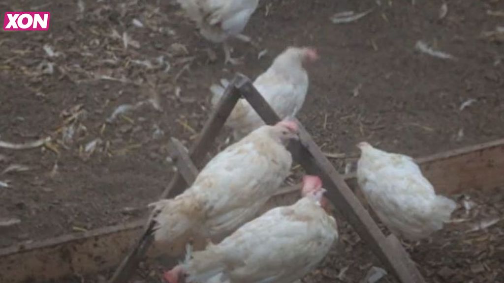 Wekeroms speciaal multikleed moet verspreiding vogelgriep tegengaan