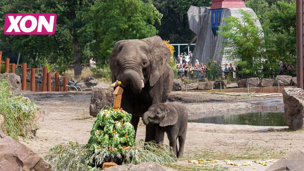 Afrikaanse olifant Bumi viert eerste verjaardag in Ouwehands Dierenpark