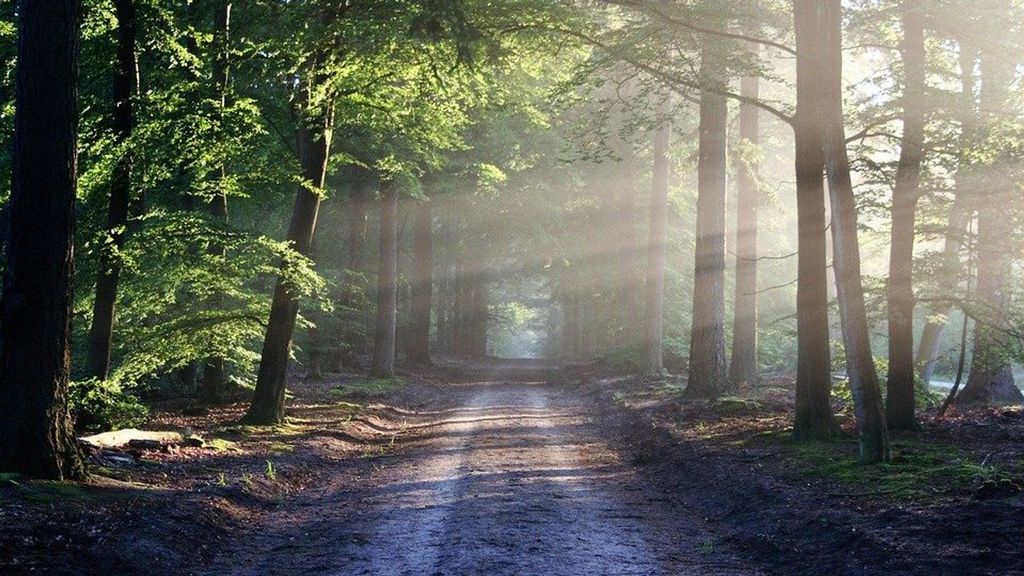 Het slachtoffer werd naakt achtergelaten in het bos. Foto: archief Pixabay Het slachtoffer werd naakt achtergelaten in het bos. Foto: archief Pixabay