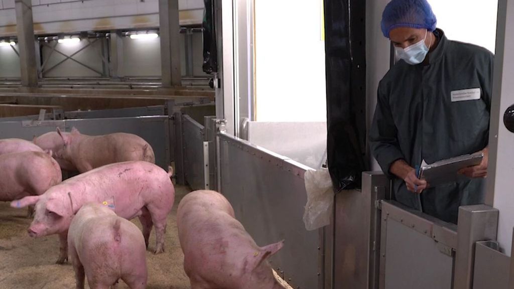 NVWA-dierenarts Olaf Creutzberg aan het werk. Foto: NVWA NVWA-dierenarts Olaf Creutzberg aan het werk. Foto: NVWA