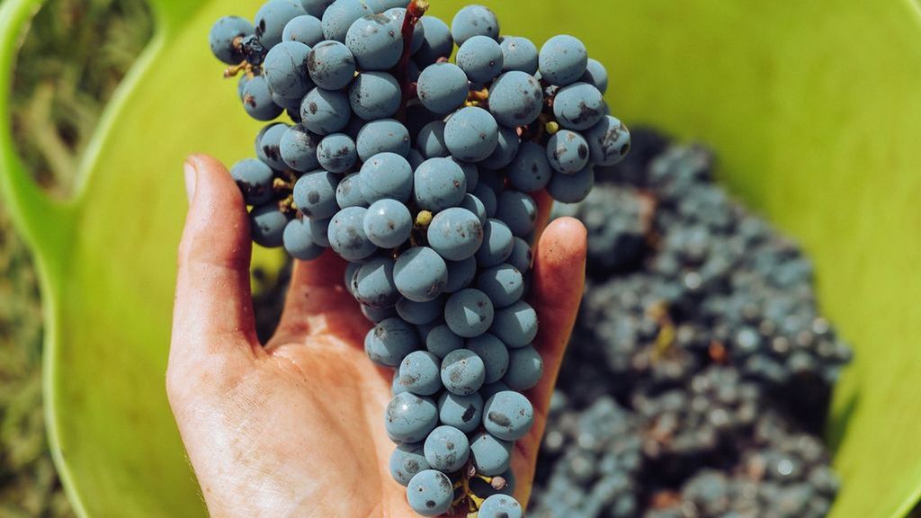 Gelderland stevent af op een slecht wijnjaar. Foto: Pixabay