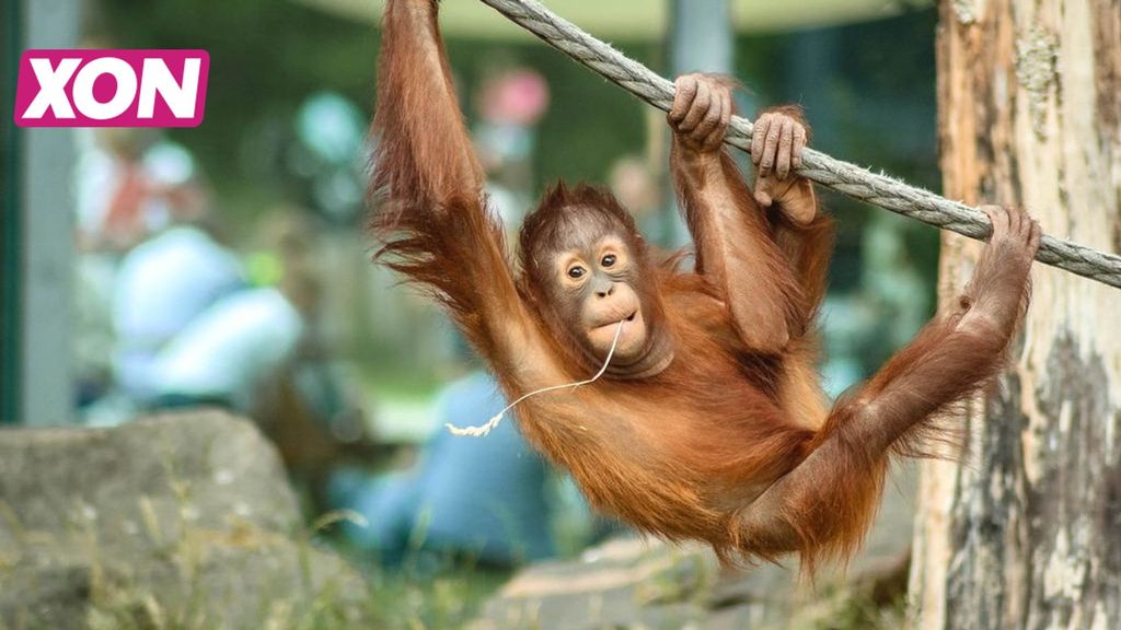 Beeldherkenning onderzoek bij orang-oetans in Ouwehands Dierenpark