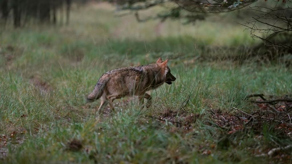 Een wolf op de Veluwe. Foto: ANP Otto Jelsma Een wolf op de Veluwe. Foto: ANP Otto Jelsma