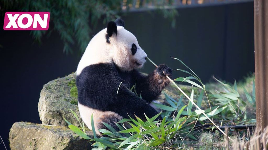 Fan Xing . Foto: Ouwehands Dierenpark Rhenen