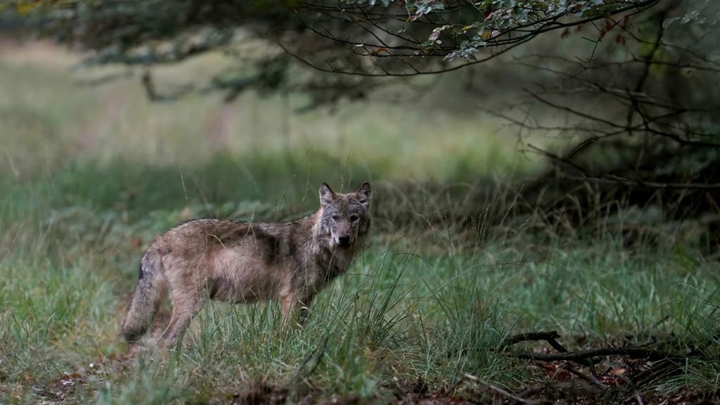 Een wolf op de Veluwe.  Foto: ANP OTTO JELSMA