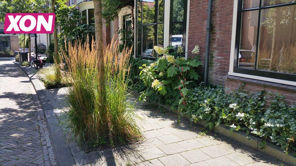 Rhenen vergroent tuinen: Campagne 'Ga vergroenen en ontstenen in gemeente Rhenen'