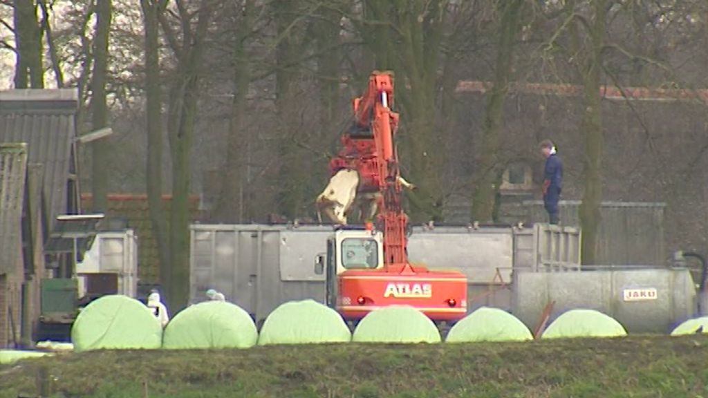 De ruiming van vee tijdens de MKZ-crisis in 2001. Foto: Omroep Gelderland De ruiming van vee tijdens de MKZ-crisis in 2001. Foto: Omroep Gelderland