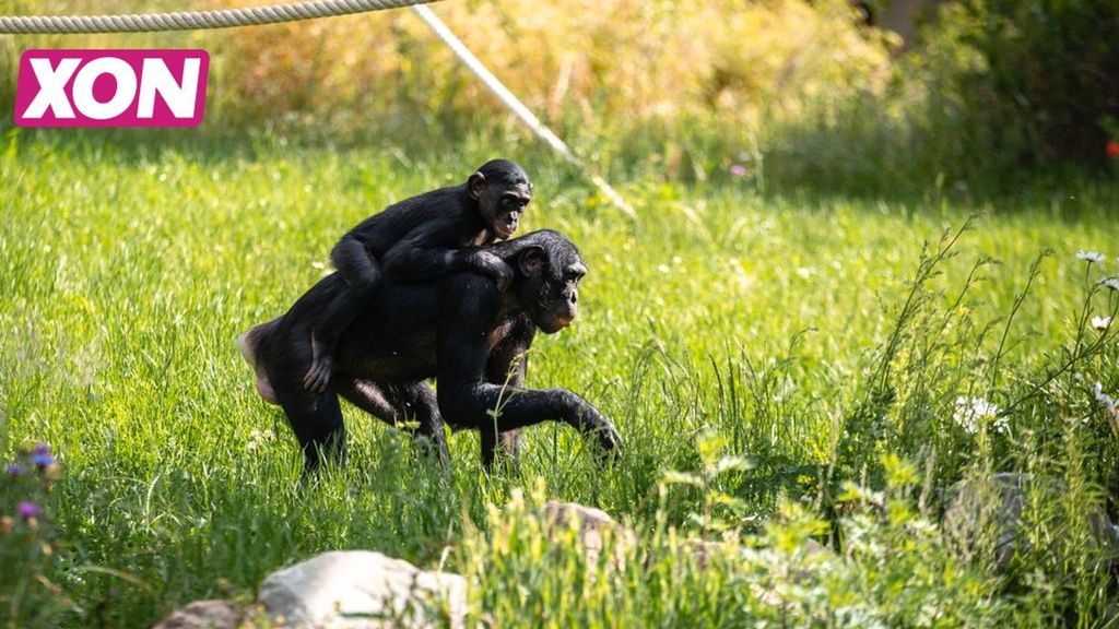 Bonobo’s in Ouwehands Dierenpark nu te bewonderen in nieuw buitenverblijf. Foto: Ouwehands Dierenpark Rhenen