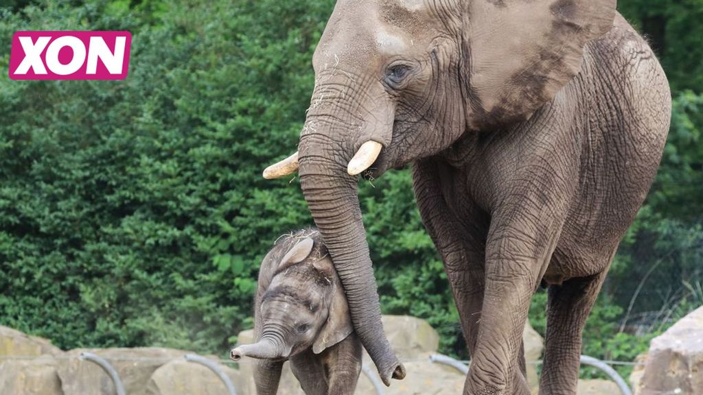Afrikaanse olifant Bumi wordt in het zonnetje gezet op zijn verjaardag in Ouwehands Dierenpark