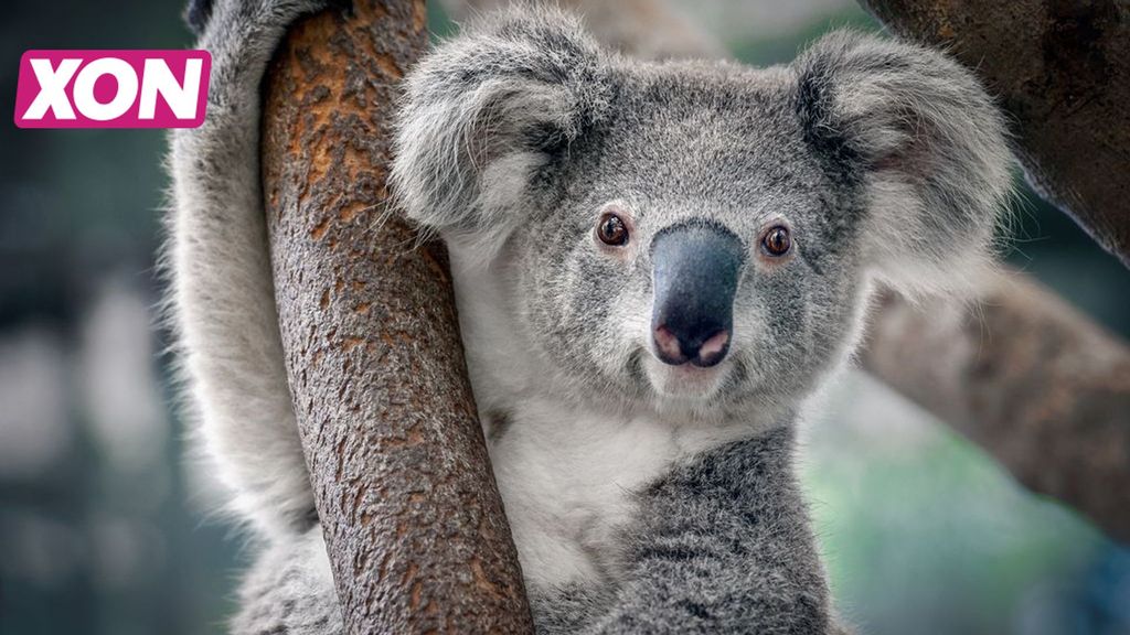 Ouwehands Dierenpark start in februari met bouw koalaverblijf