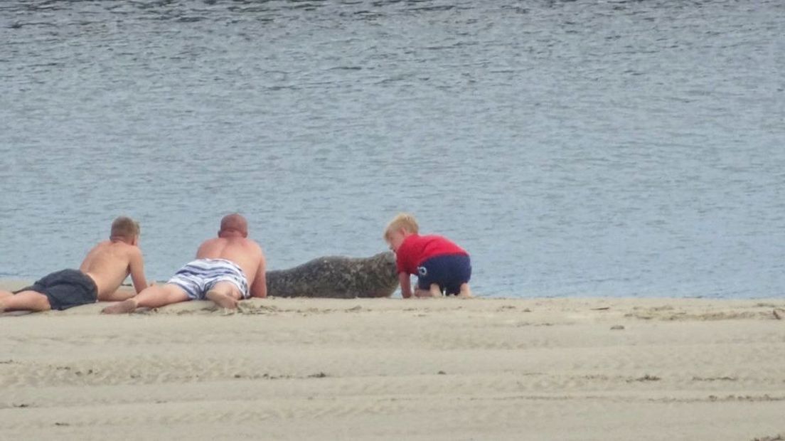 Verontwaardiging over badgasten die zeehonden van strand verjagen