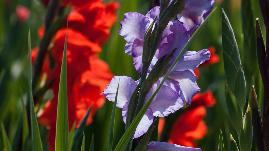 Het is de laatste dag van de 99ste Vierdaagse. De eerste deelnemers hebben hun evenement al weer achter de rug en hebben de zegetocht op de Via Gladiola volbracht. In dit blog houden we u op de hoogte van de verrichtingen van  de lopers onderweg naar het felbegeerde Vierdaagsekruisje.