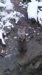 Dierentuin geniet van sneeuw