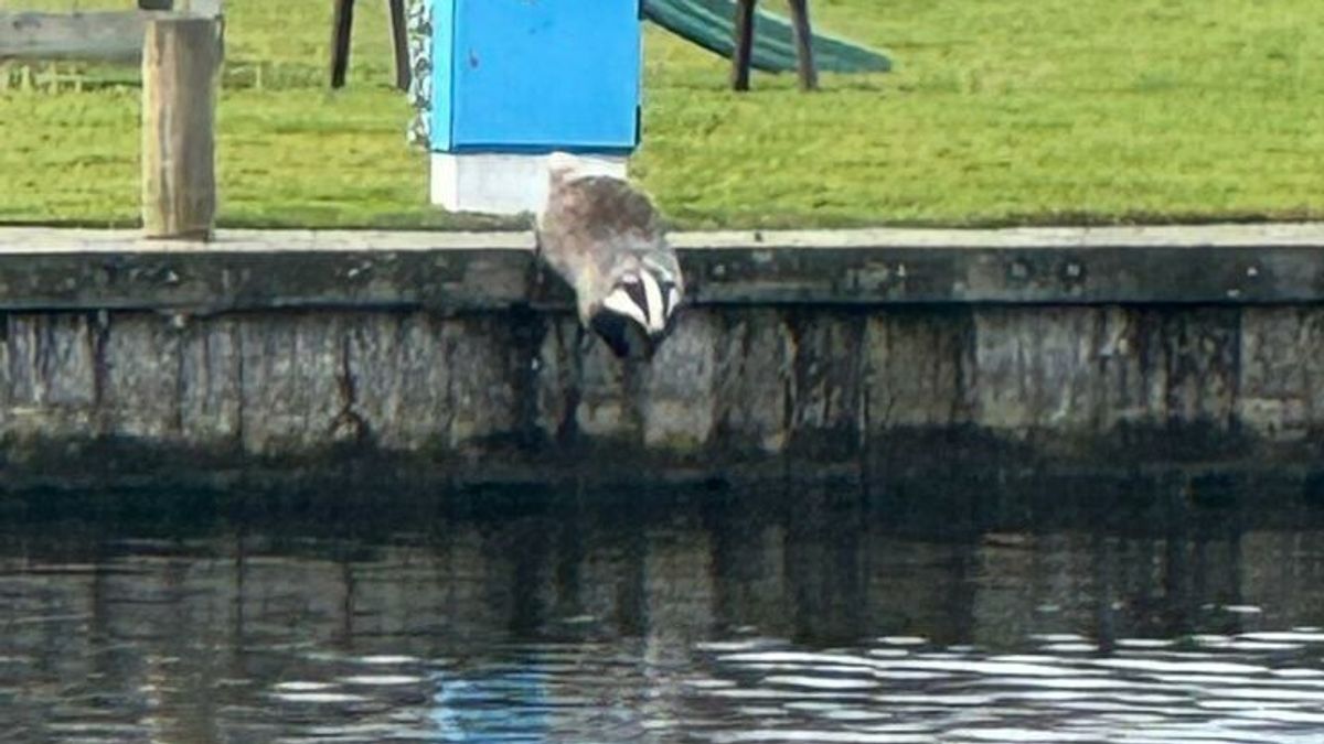 Das in Lemmer wordt gered uit de gracht: 
