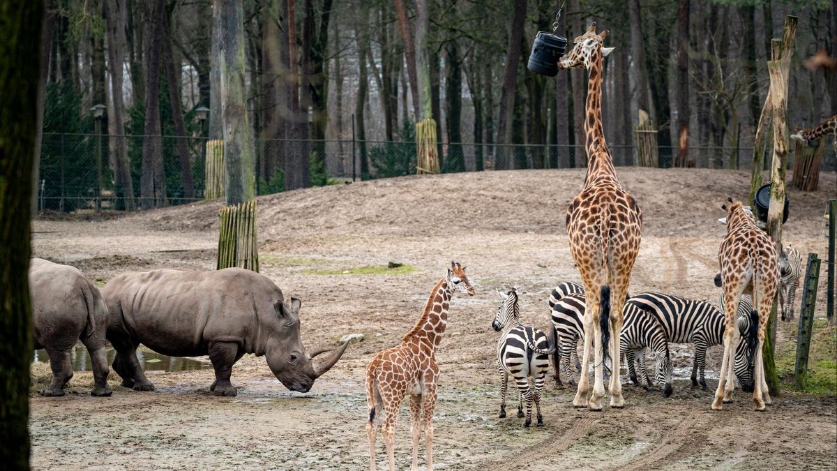 ZIEN | Jonge giraffen voor het eerst op de savanne van Burgers' Zoo