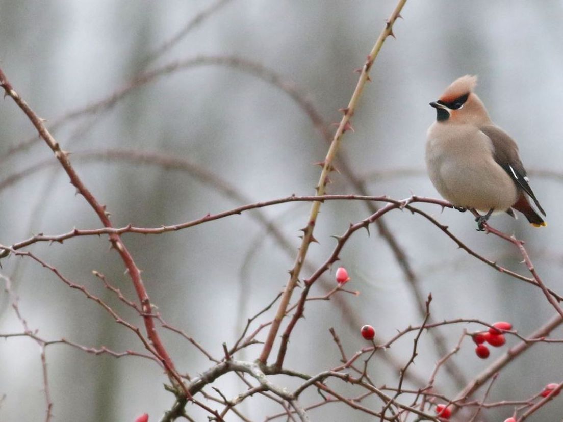 De pestvogel is een ideaal fotomodel, volgens boswachter Thomas van der Es. "Ze is totaal niet mensenschuw."