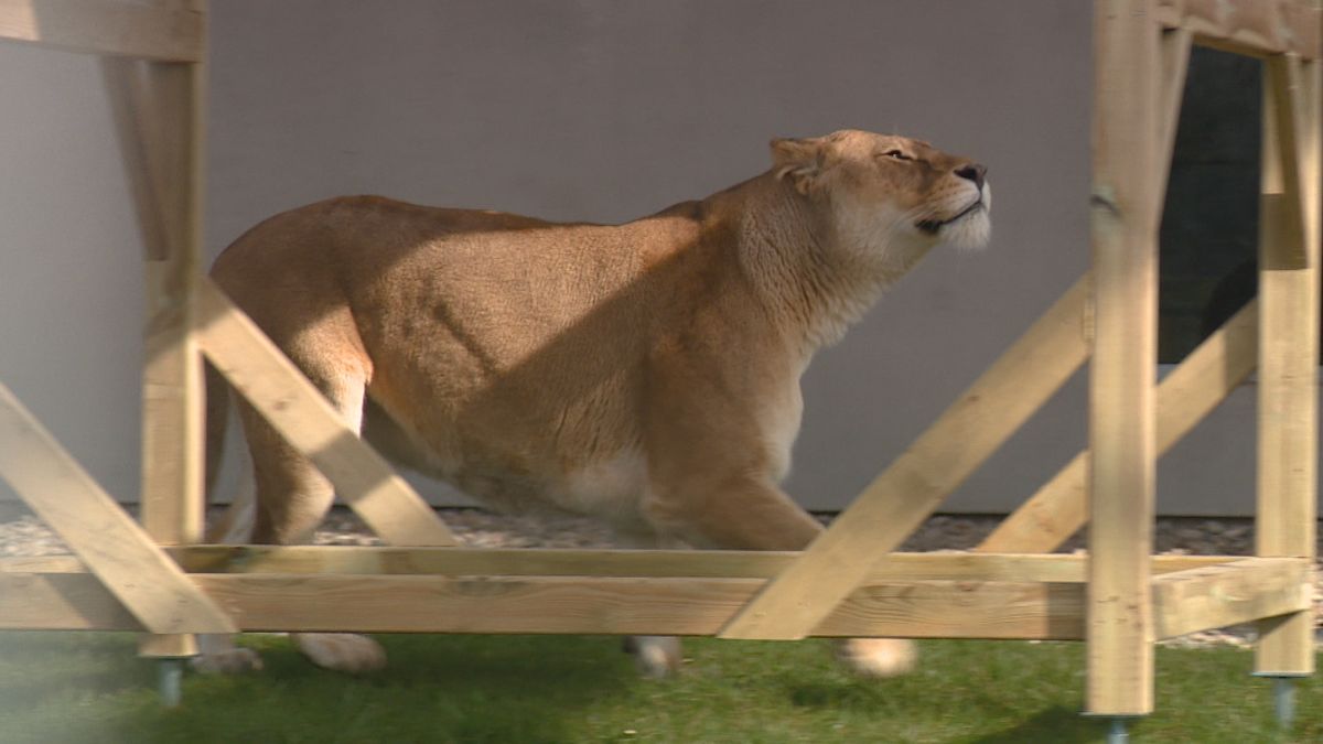 Leeuw Elsa erg blij met nieuw speeltoestel: 