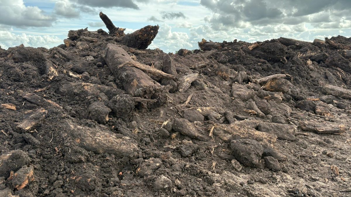 Oerbos van 6000 jaar oud komt tevoorschijn bij graafwerk