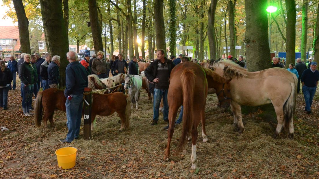Paarden op de Zuidlaardermarkt (Rechten: RTV Drenthe/Jeroen Kelderman)