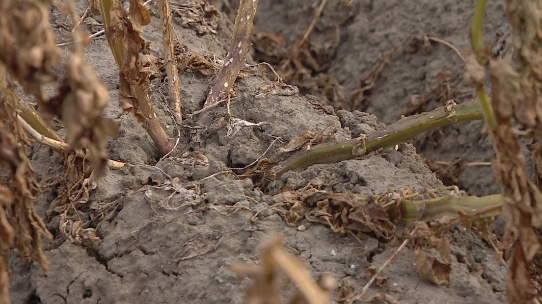Perceel met aardappelen