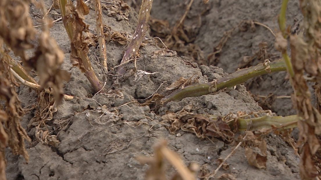 Aardappelen kunnen niet van het land