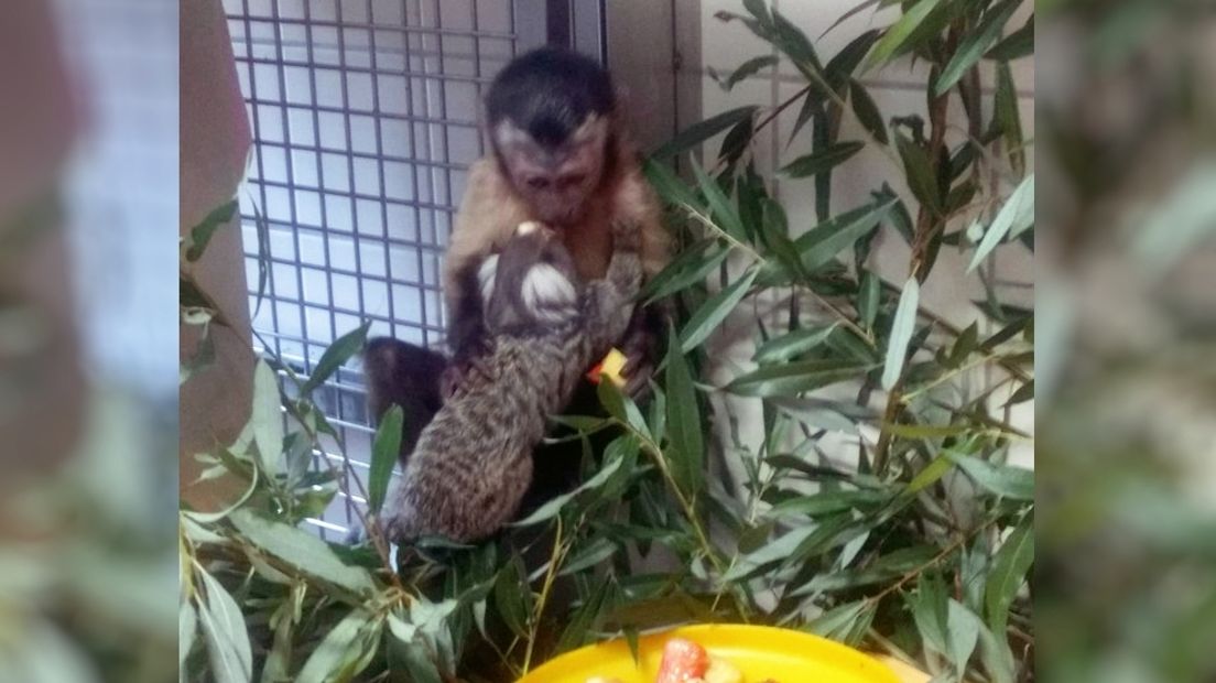 De aapjes worden bij elkaar gehouden omdat ze samen opgegroeid zijn en erg gehecht zijn aan elkaar