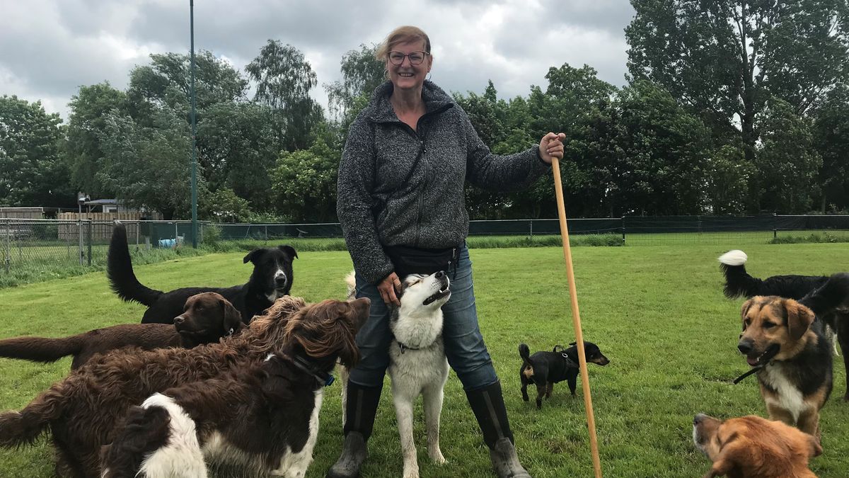 Hondenuitlaatservice niet welkom in de natuur, dan maar in een weiland