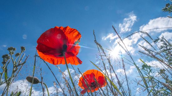 Extreme hitte voorbij, maar het blijft zomers warm Home