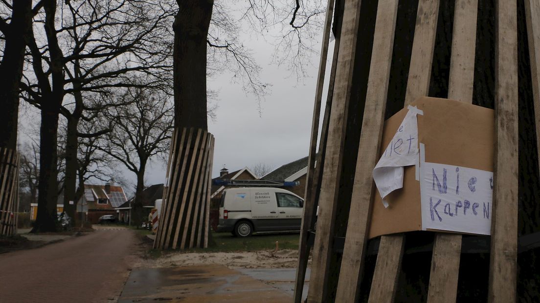 PvdA Hof van Twente wil monumentale eiken behouden