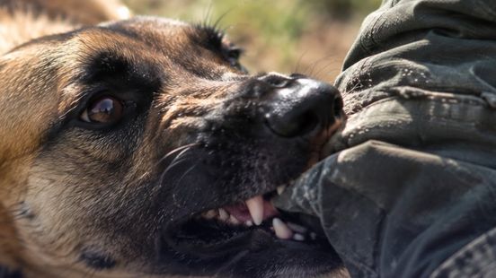 Hond bijt hondje dood in Spijkenisse