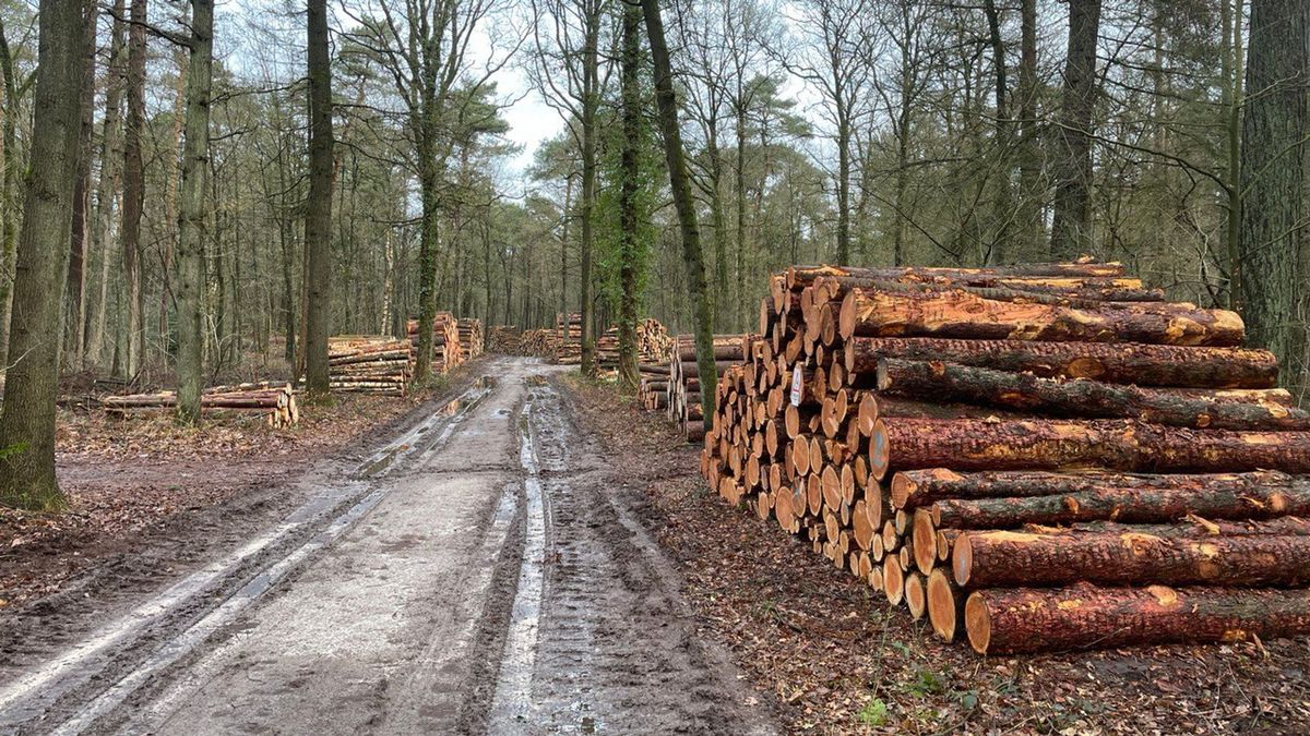Emoties over bomenkap: 'Mensen zijn conservatief en willen sommige dingen graag zo houden'