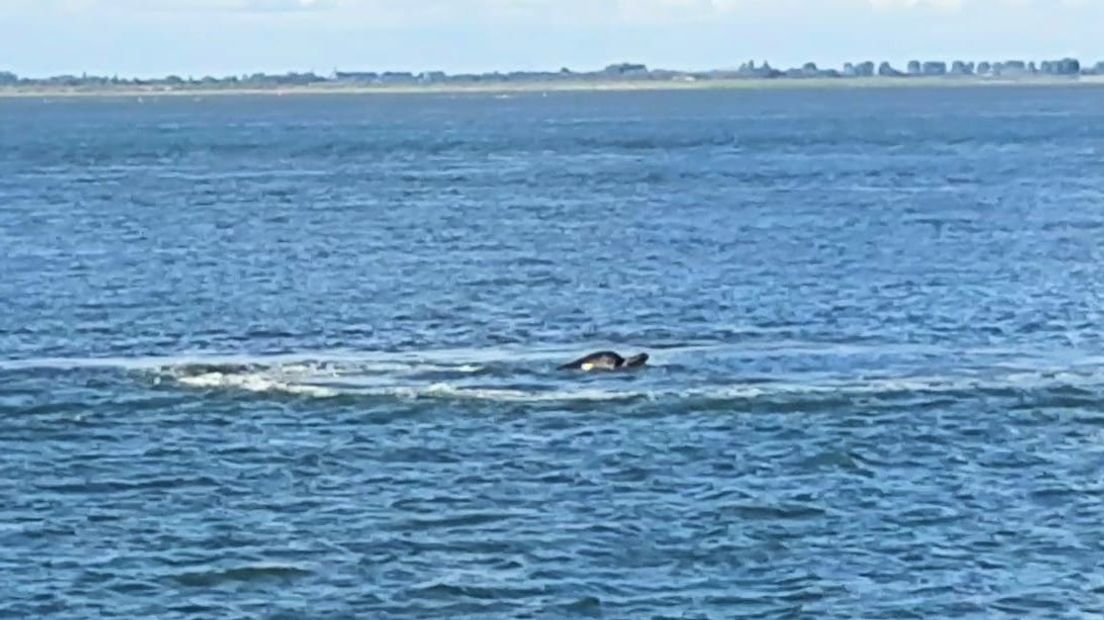 Butskoppen weer gezien, ditmaal in de Westerschelde