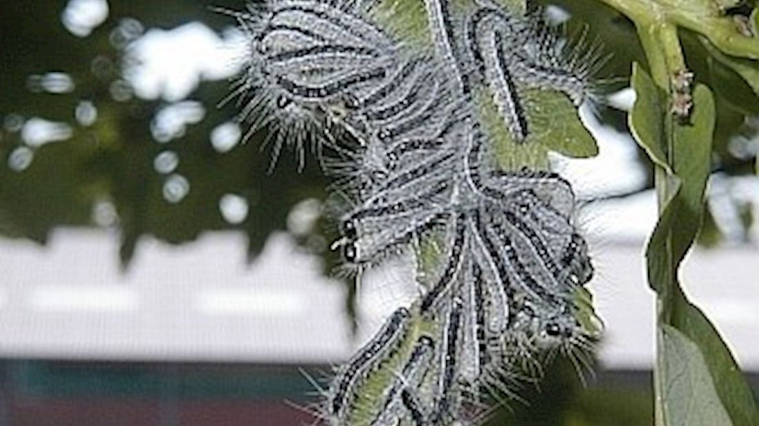 Eikenprocessierups