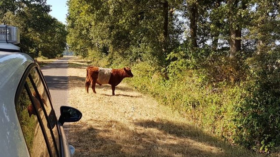 De eigenaar kan zich melden bij de politie (Rechten: Politie Aa en Hunze/Twitter)