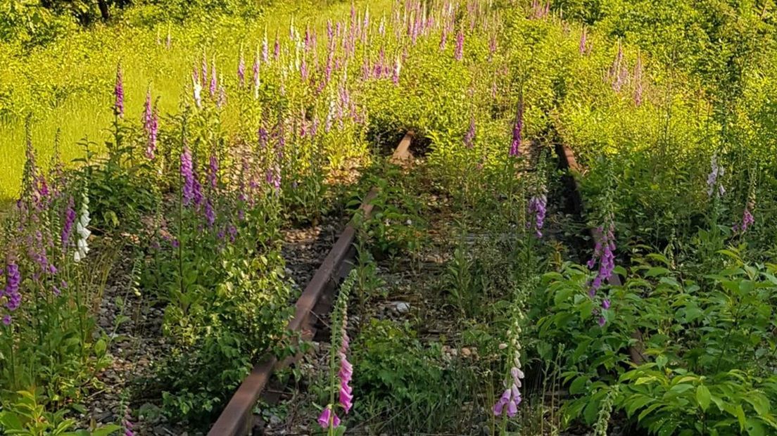 Het spoor is overwoekerd met groen.