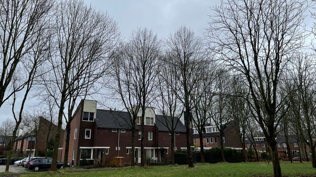 De bomen in Beijum staan in de weg