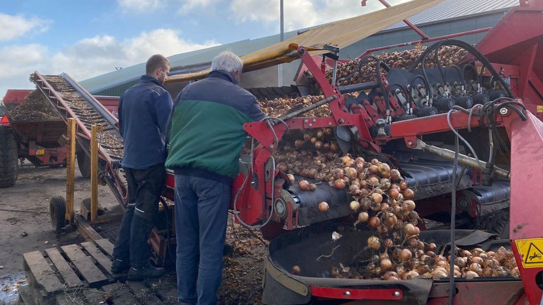 Uien sorteren na de oogst