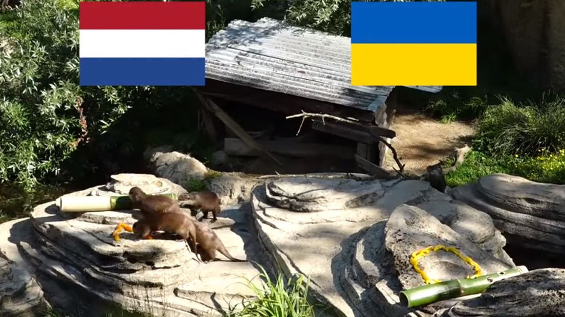 Orakel Otters
