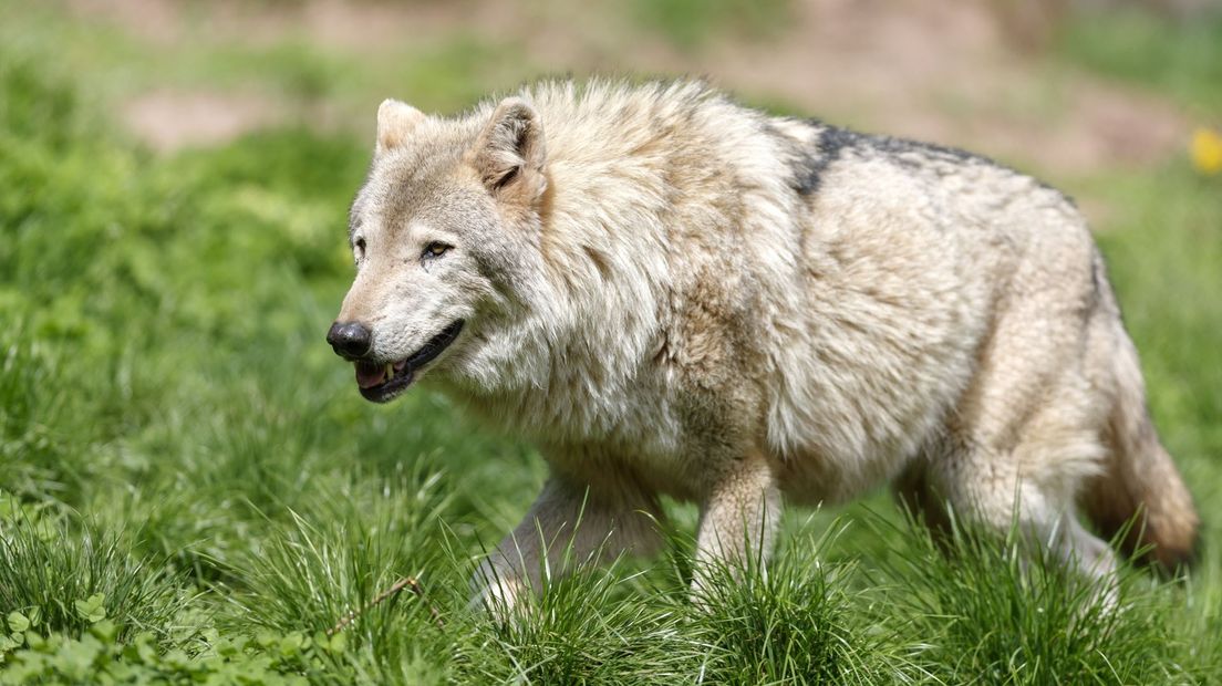 De populatie wolven neemt snel toe