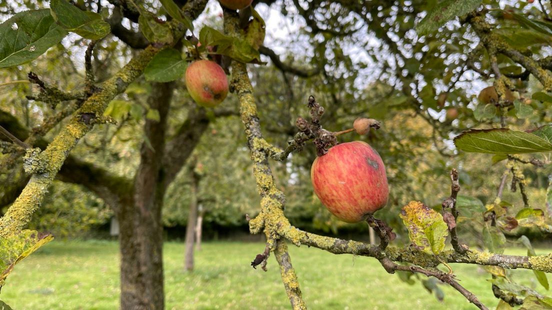 Groninger appels in de boomgaard van Borg Verhildersum