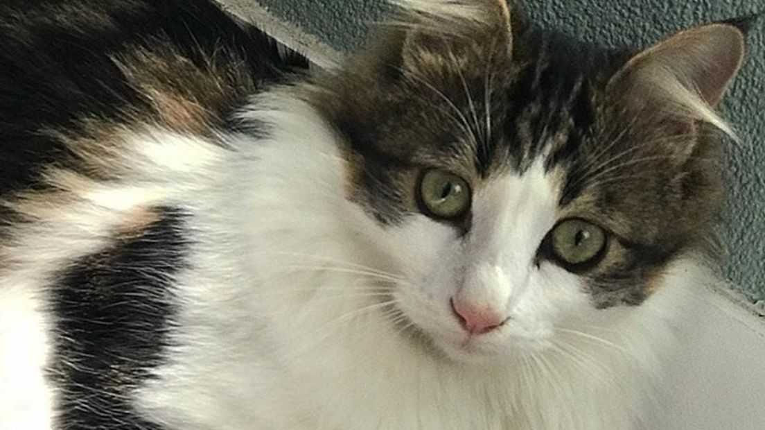 Bulgaarse zwerfkat Lodewijk vermist in Arnhem 'We zijn radeloos' Omroep Gelderland Bulgaarse zwerfkat Lodewijk vermist in Arnhem 'We zijn radeloos' Omroep Gelderland